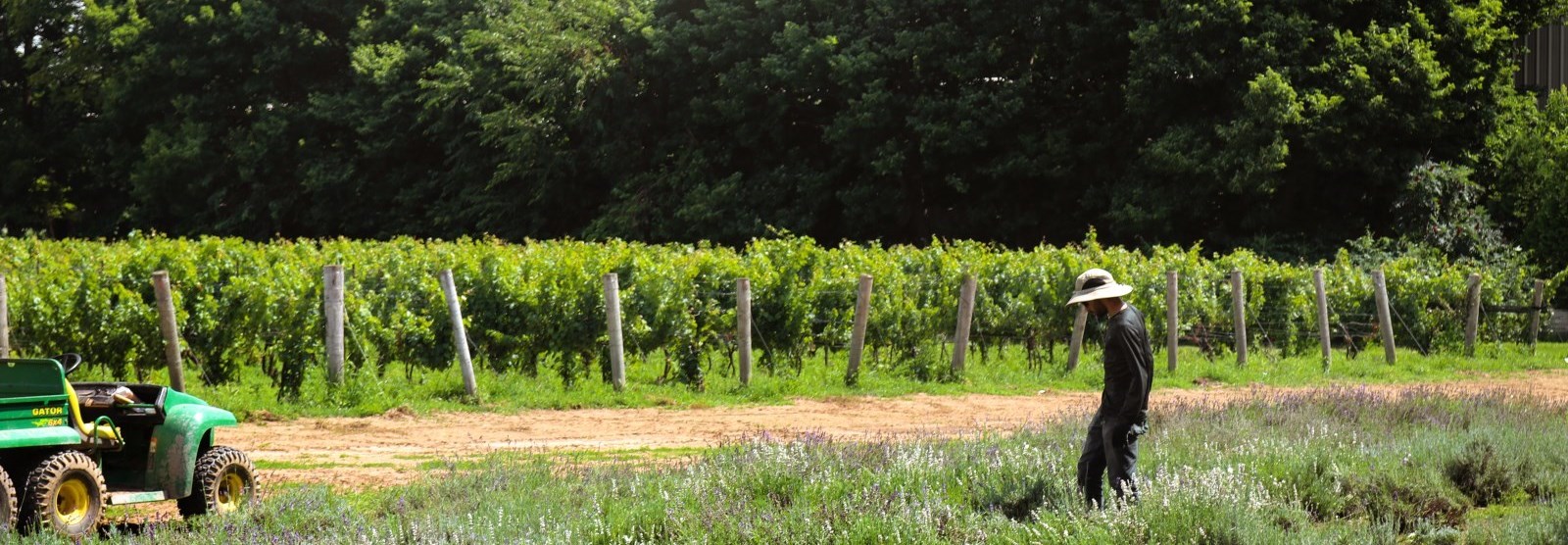 man in vineyard working